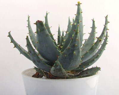 aloe_vera