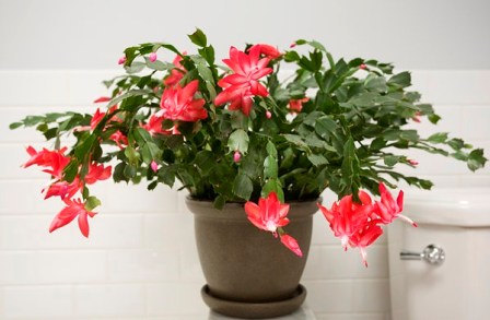 Christmas-Cactus