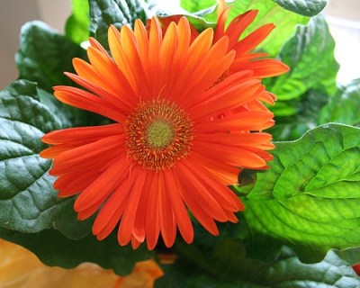 gerber_daisy