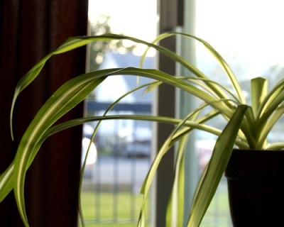 spider_plant